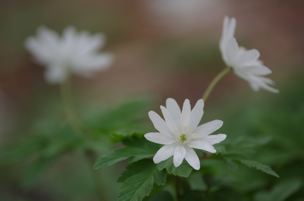 白い花