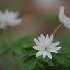 白い花
