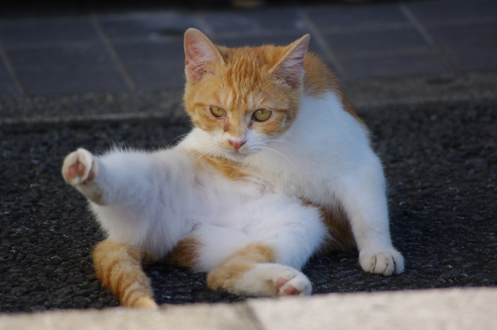店に来た迷い猫2