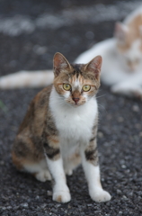 街猫