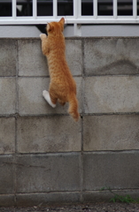 猫じゃんぷ！