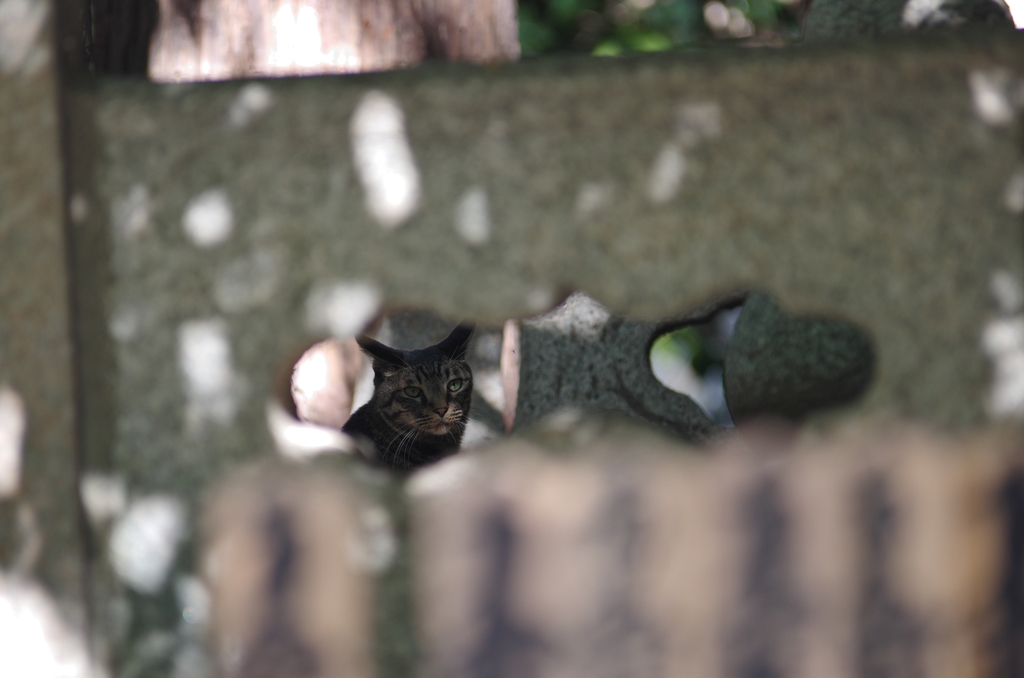 壁の中の猫