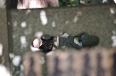 壁の中の猫