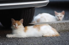 街猫