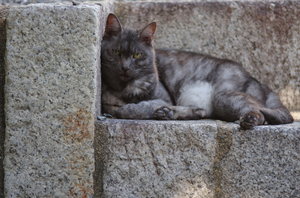 石段の猫