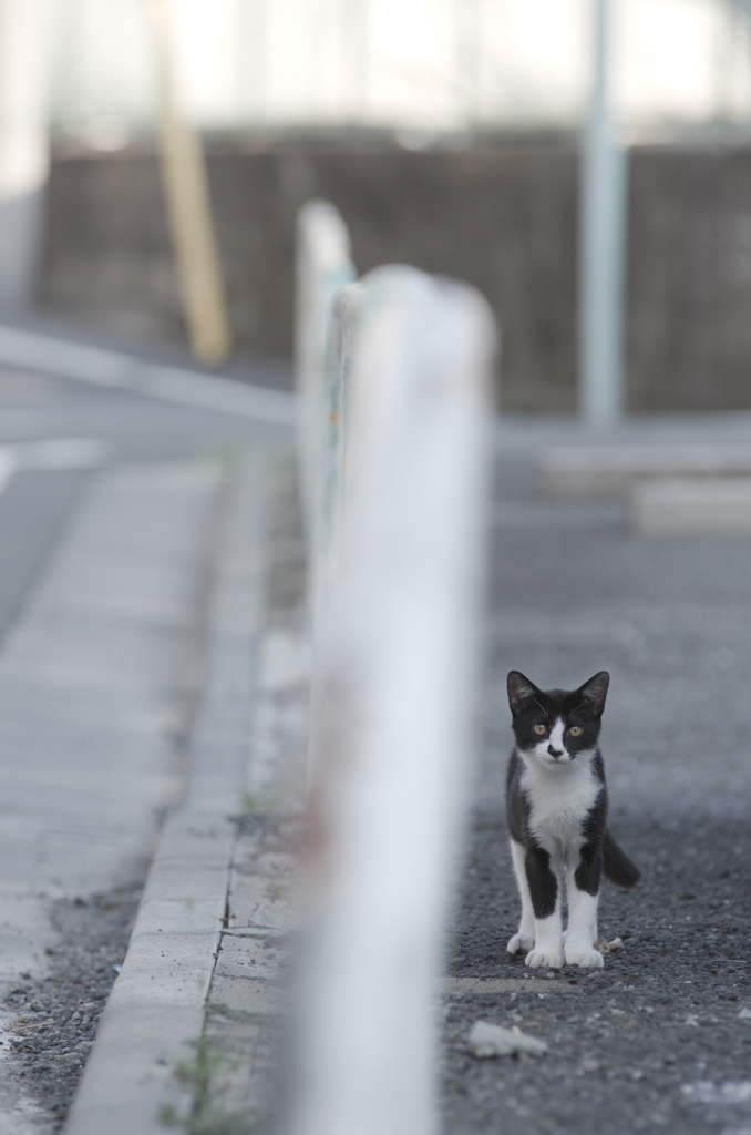ガードレールの中に猫