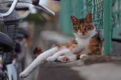セクシーポーズ猫