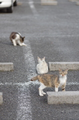 野良猫たくさん②
