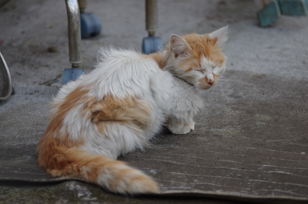 ボサボサ野良猫