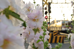 夕陽と花と鉄道と