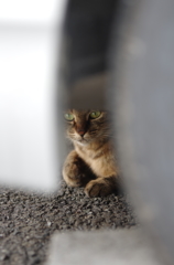 タイヤの影からこんにちは