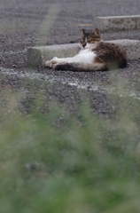 おひるねこ