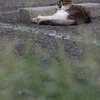 おひるねこ