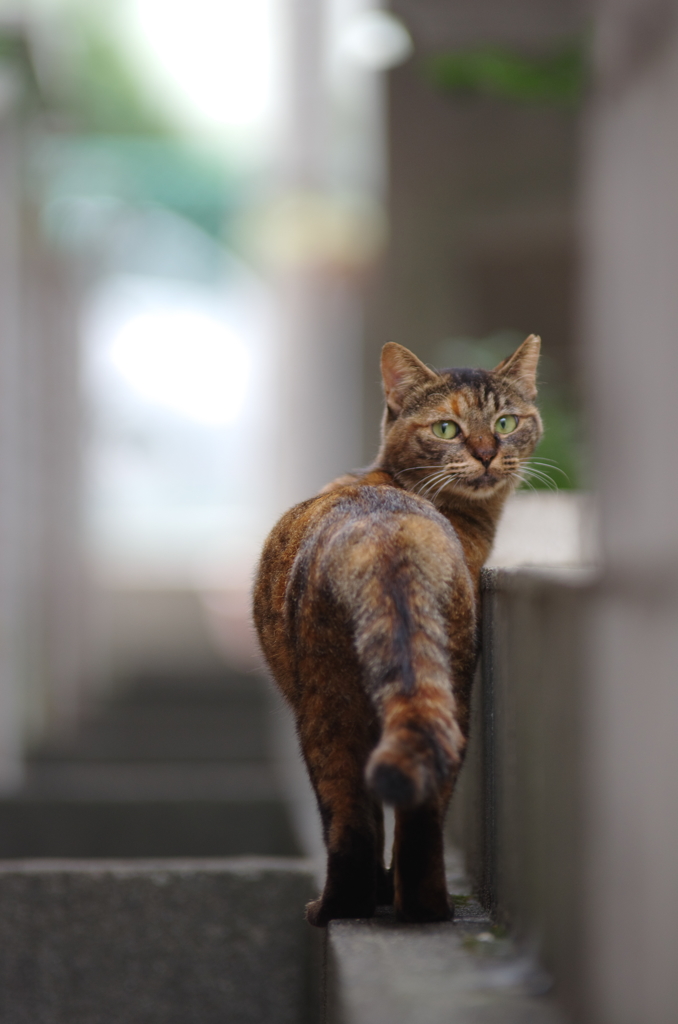 建物の狭間に生きる