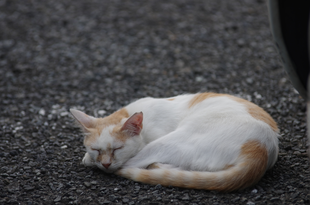 おひるねこ
