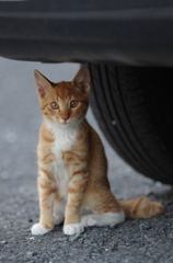 街子猫
