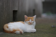 街猫