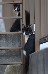 子猫の兄弟