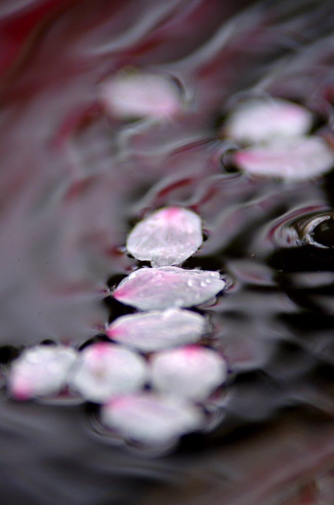 桜の泡沫