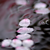 桜の泡沫