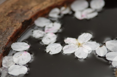 散った桜もまた風流。