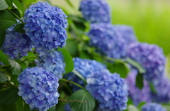 紫陽花