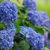 紫陽花