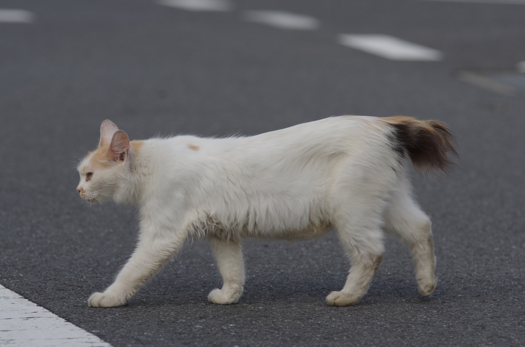 街猫