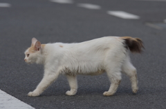 街猫