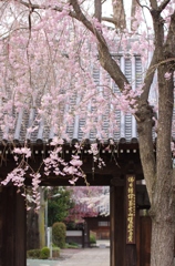 松月院の枝垂桜