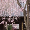 松月院の枝垂桜
