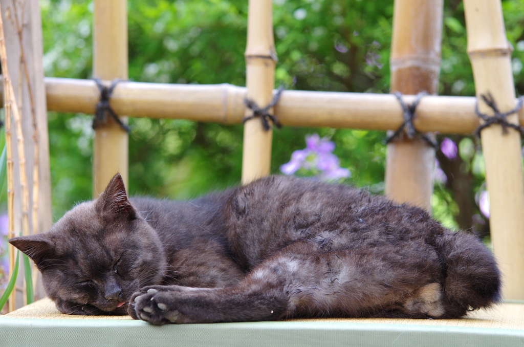 猫のお昼寝