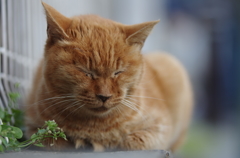 夕焼けだんだんの居眠り猫