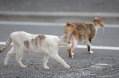 野良猫たくさん①