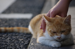 店に来た迷い猫