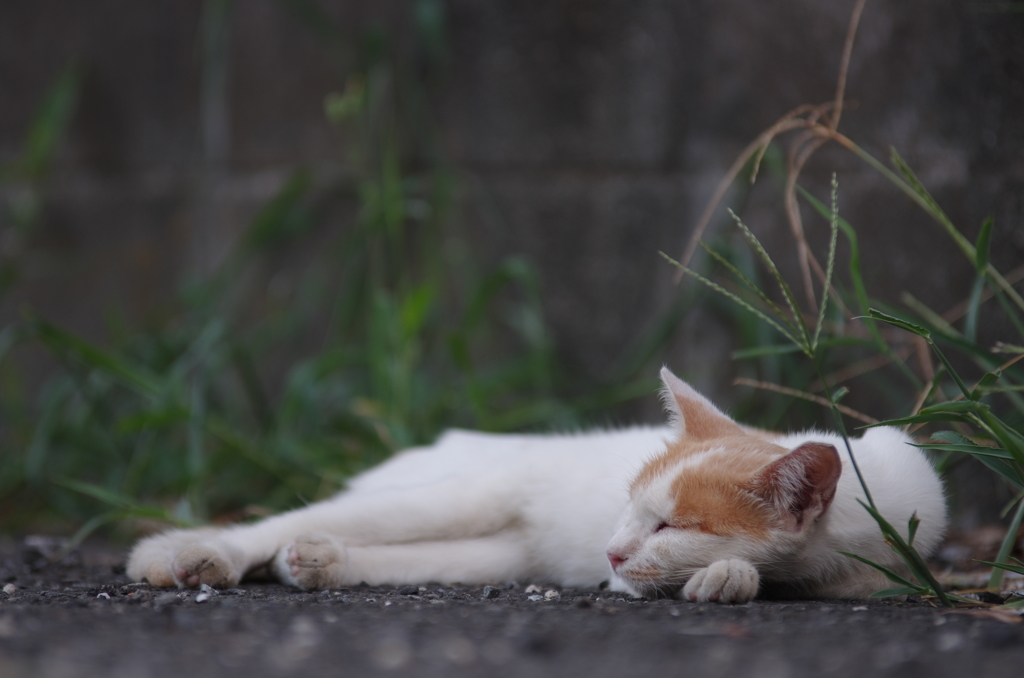 おひるねこ