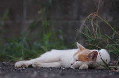 おひるねこ