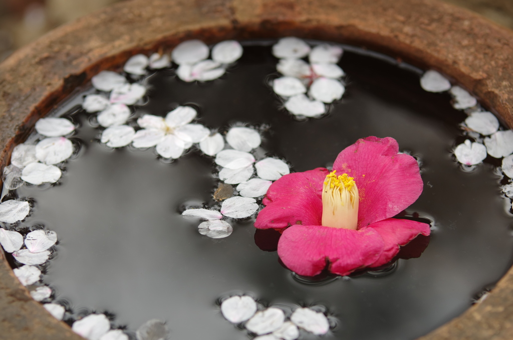 散った桜もまた風流。