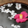 散った桜もまた風流。