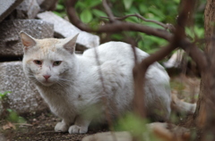 野良猫