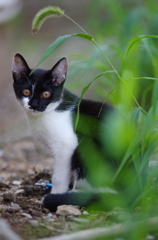 猫と猫じゃらし