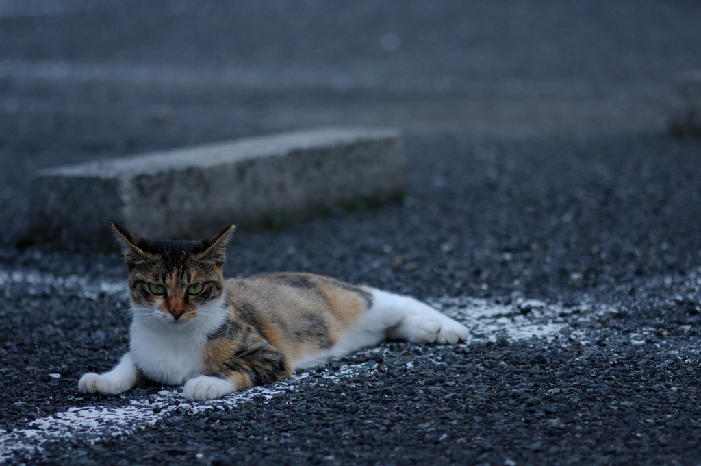 駐車場に猫
