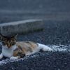 駐車場に猫