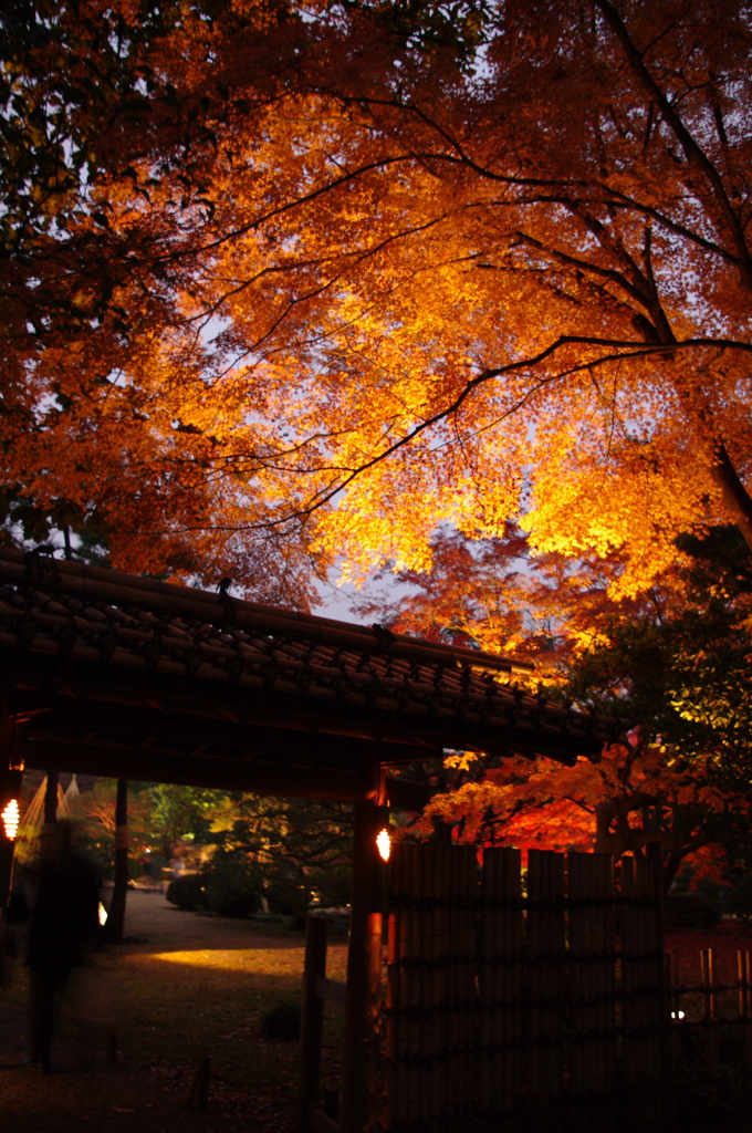 照らされ紅葉
