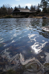 昭和記念公園日本庭園