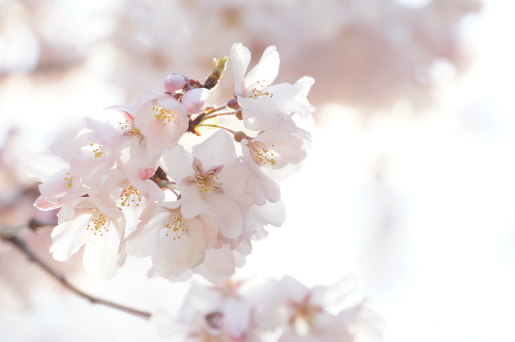 桜一号