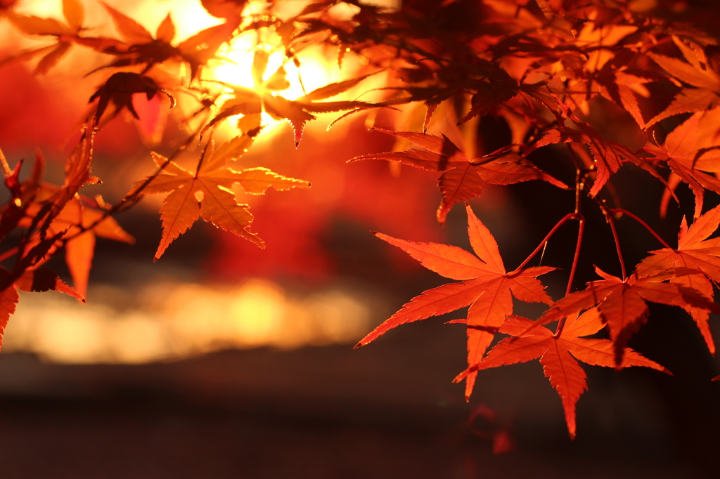 昭和記念公園の紅葉