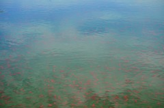 空を泳ぐ