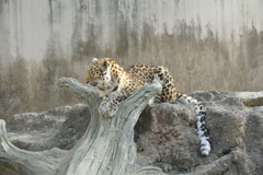 収まりのいい場所