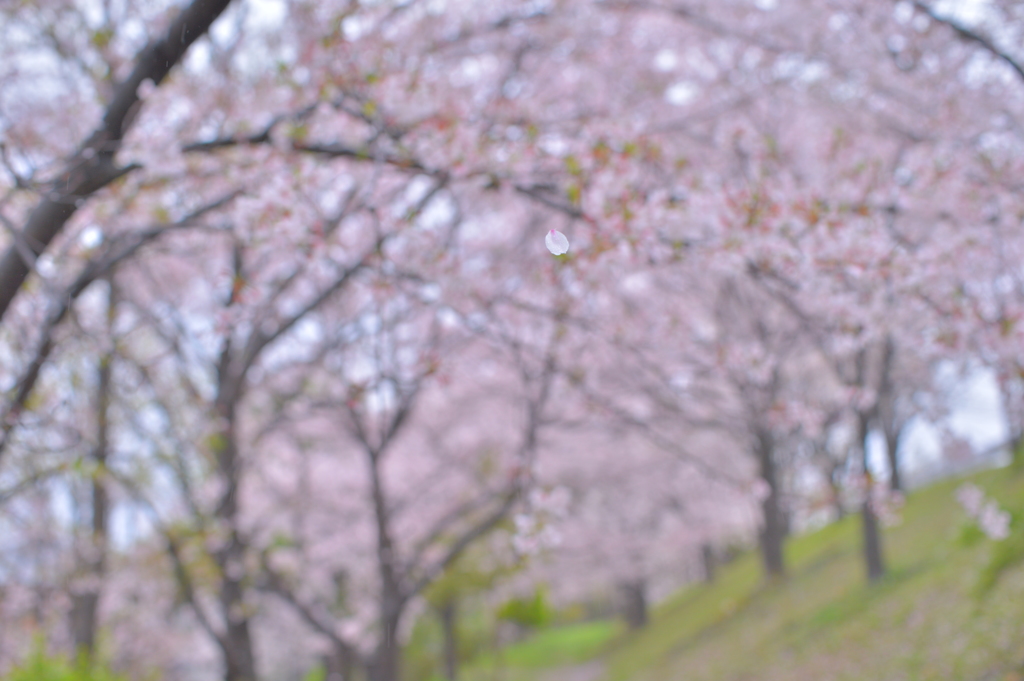 ひらり、ひらり